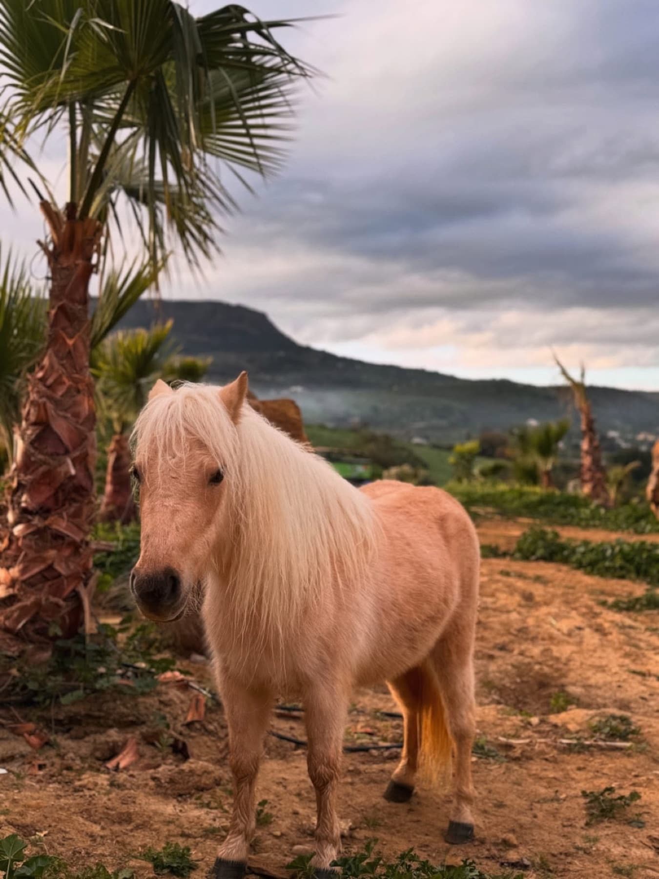 Florito, un pony claro, junto a una palmera en la finca de San Miguel.
