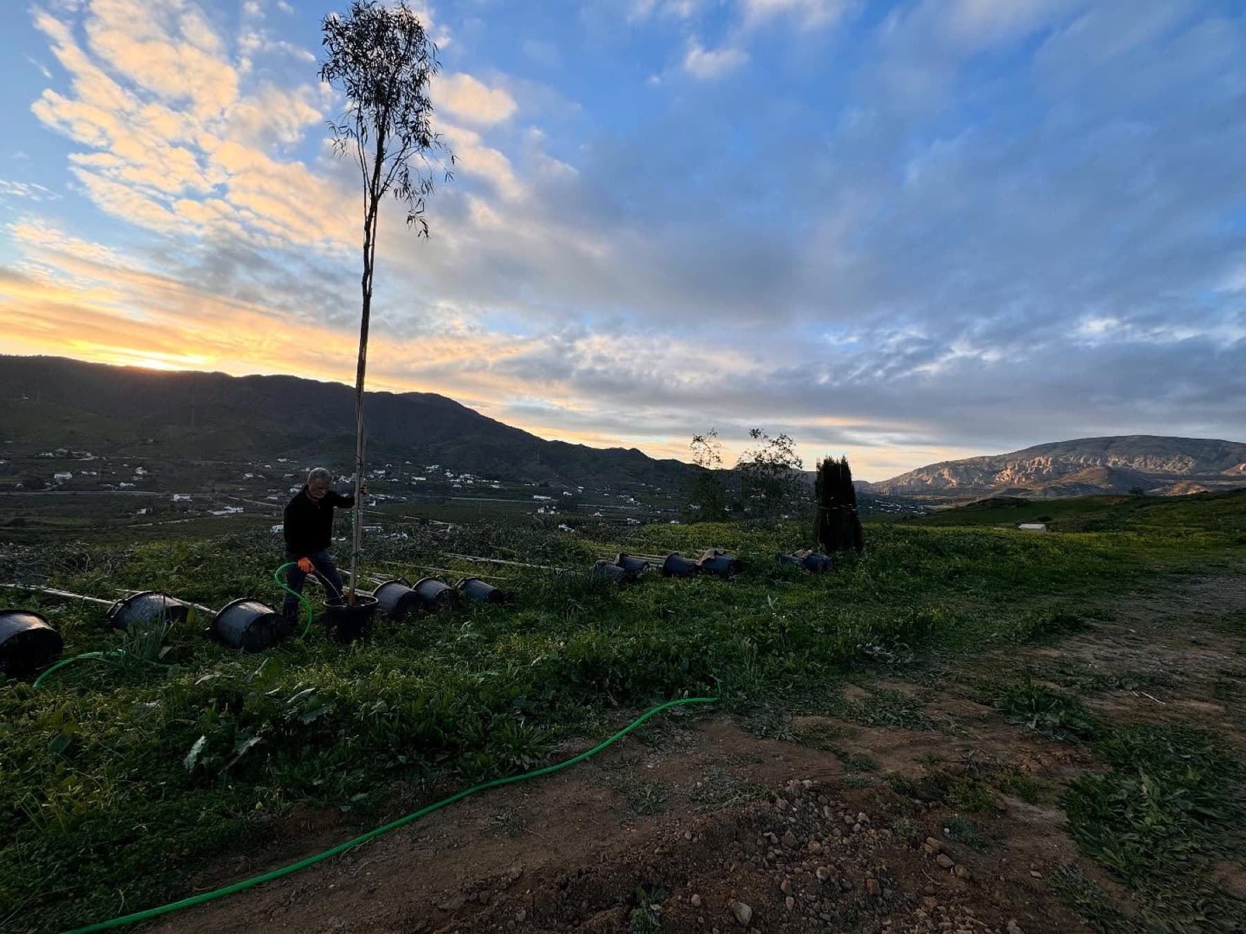 Una persona planta un árbol al atardecer en la ladera de la finca, con el valle al fondo.