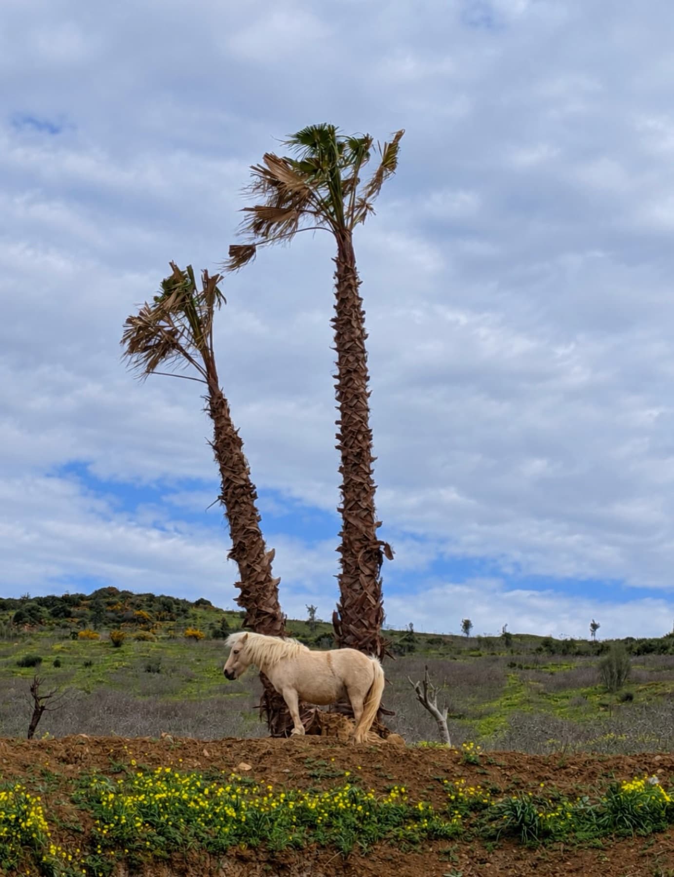 Un pony claro entre palmeras y mostaza silvestre en la ladera de la finca.