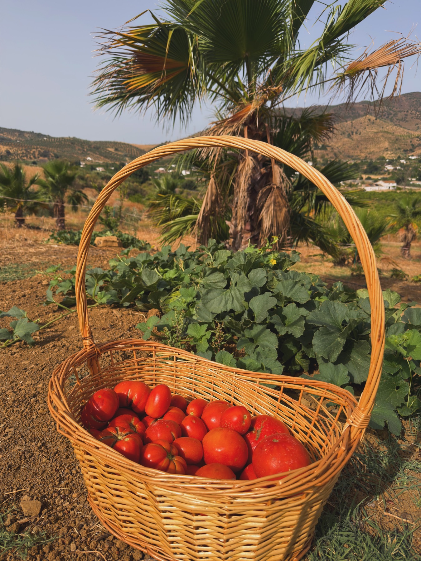 Cesta de mimbre con tomates recién cogidos en la huerta de la finca.