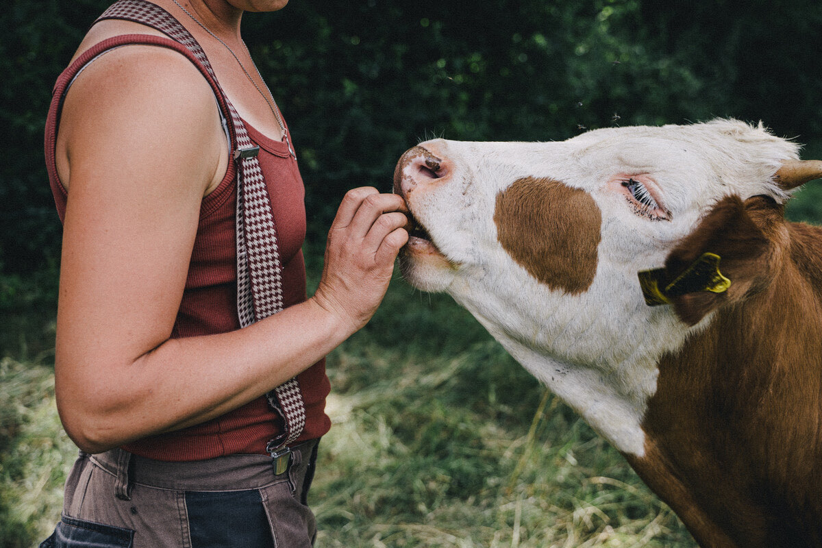 Una persona da de comer a mano a una vaca en los pastos de la finca de San Miguel.